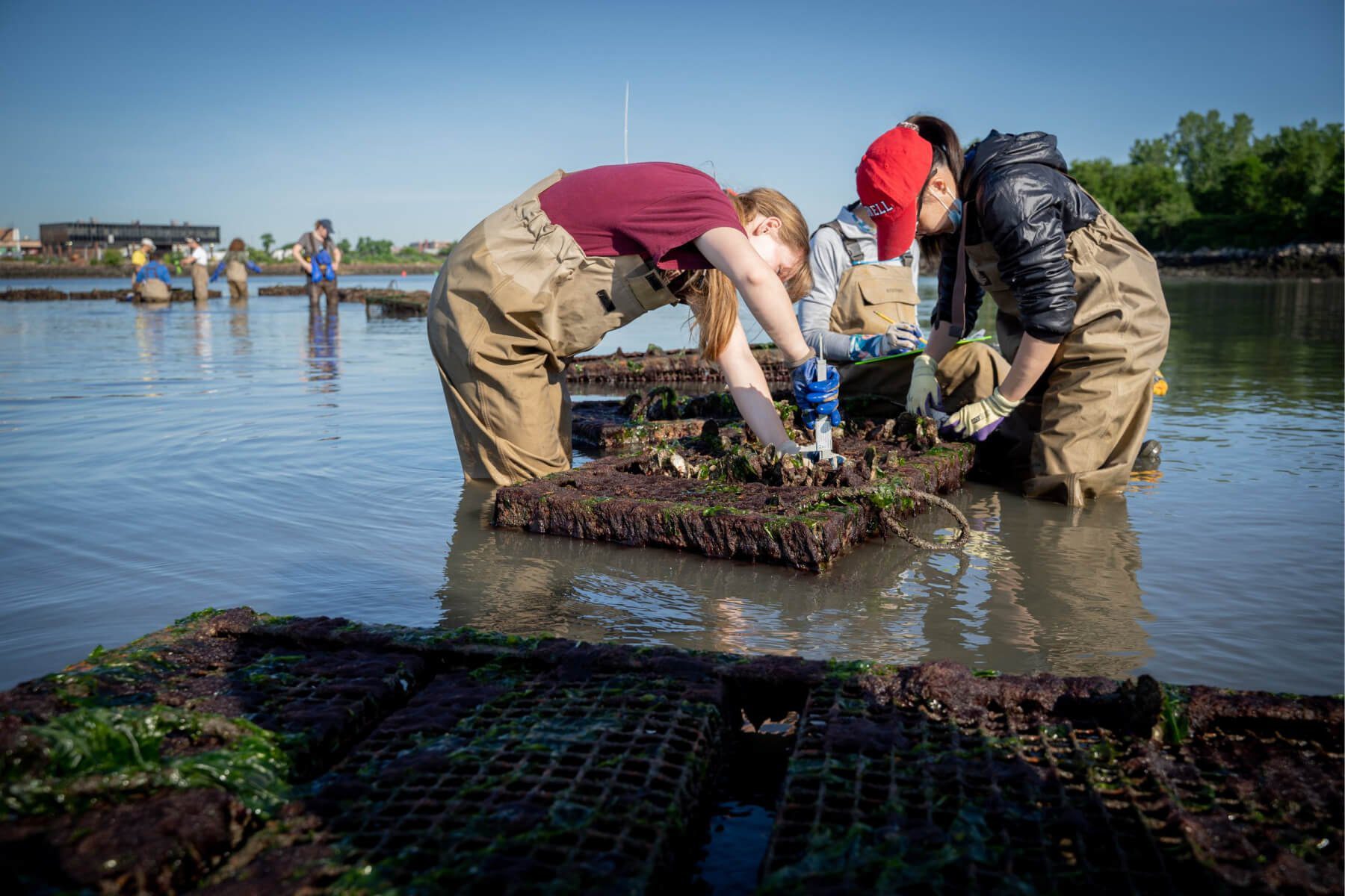 Image description: Two people wearing tan overalls hunch over an oyster reef in New York Harbor. They are testing and rebuilding reef sites.